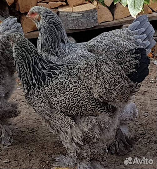 Куры брама куропатчатая