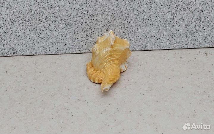 Циматиум 8,3 морская ракушка раковина