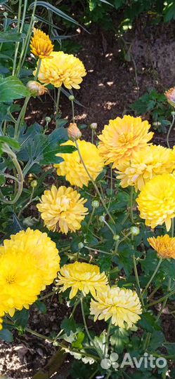 Хризантема