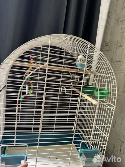Волнистый попугай с клеткой