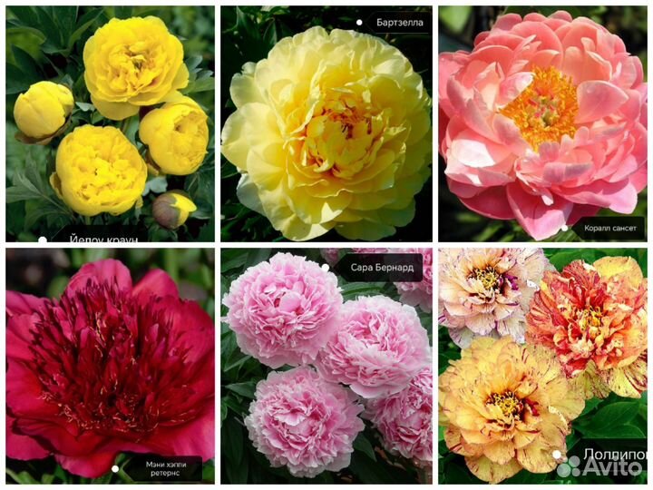 Саженцы плодовых декоративных и хвойных растений