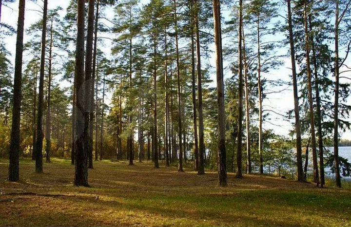 Участок 10 сот. (СНТ, ДНП)