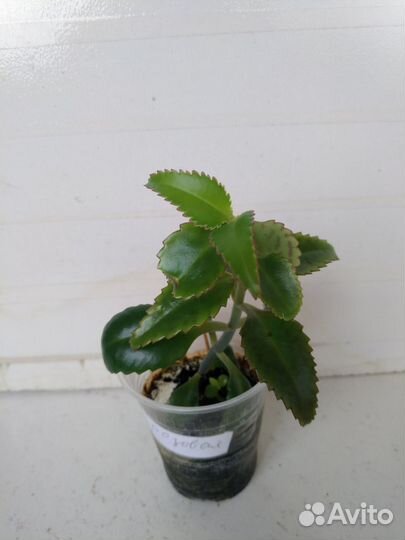 Каланхое Золотой ус