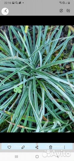 Офиопогон Японский