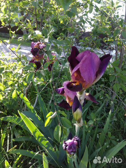 Ирисы бородатые сортовые