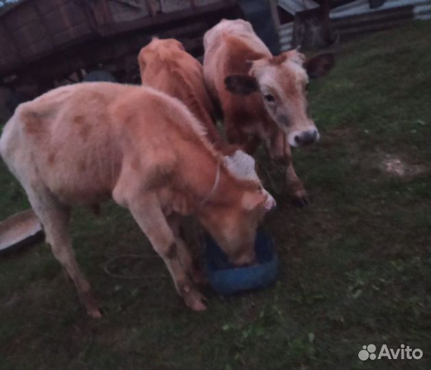 Два бычка одна тёлка