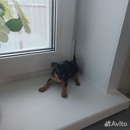 Щенки чихуахуа мини девочки, мальчик