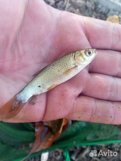 Подросшая личинка Белого Амура