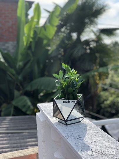 Подарок. Флорариум. Цветы. Растение