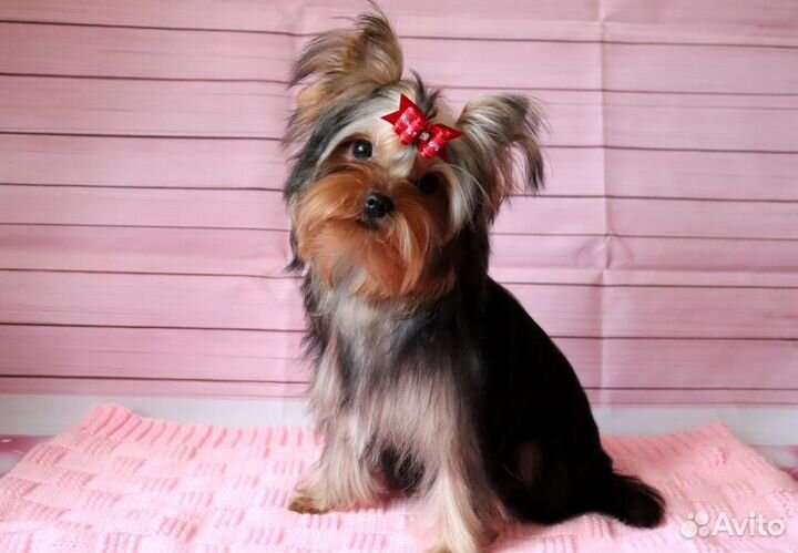 Йоркширский терьер девочки