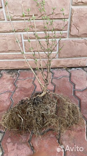 Чубушник венечный (жасмин)