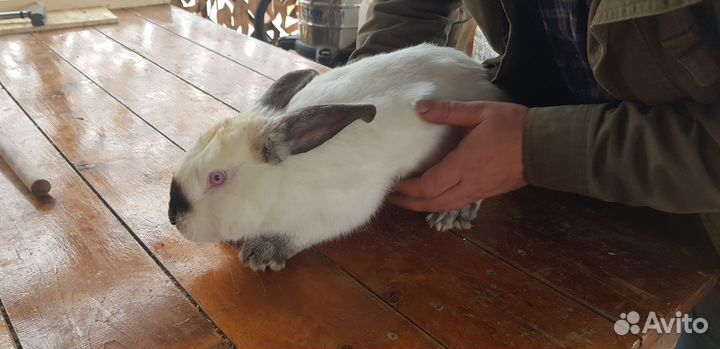 Кролики калифорнийцы