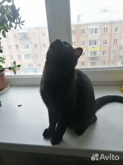Отдам кота в добрые руки