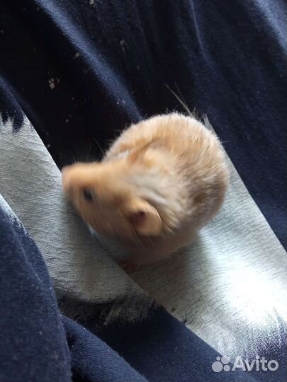 Сирийский хомяк