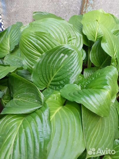 Хоста цветущая подорожниковая /ланцетолистная