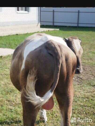 Быки тёлки мясо