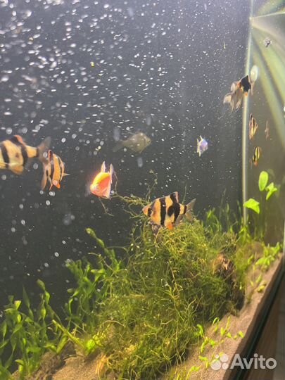 Аквариум с тумбой