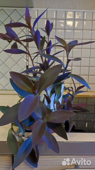 Пеларгония