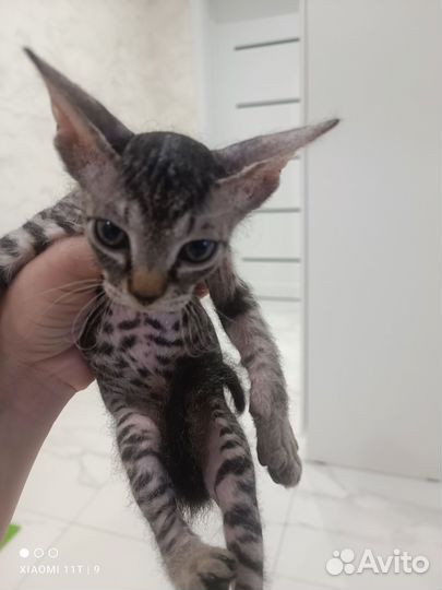 Кошка в дар бесплатно
