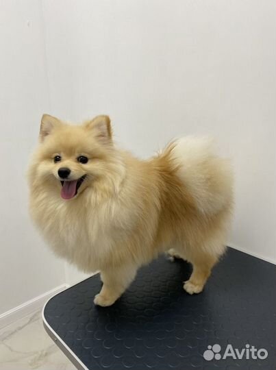 Груминг собак и кошек