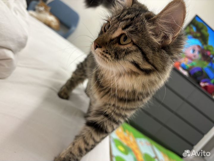 Пристрой кошки