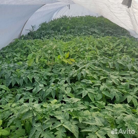 Рассада помидор