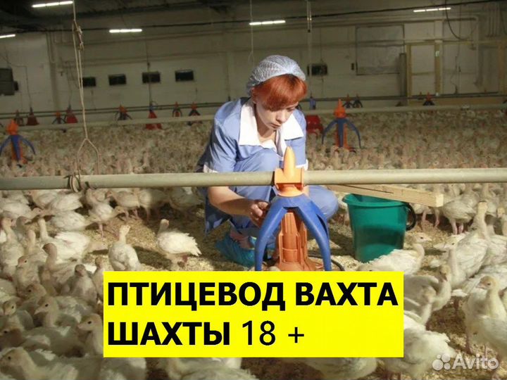 Птицевод вахта 18+ / г. Шахты