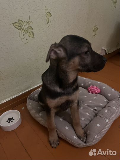 Щенок в добрые руки бесплатно