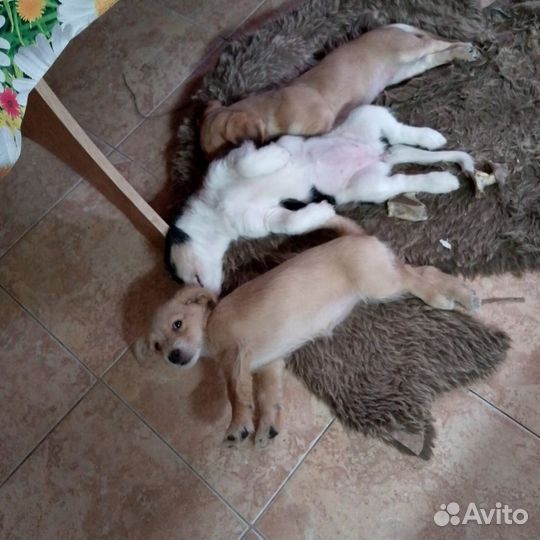 Щенки помесь
