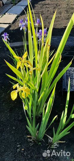 Ирис болотный 2 цвета