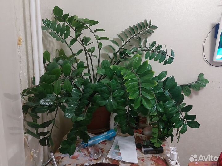 Замиокулькас