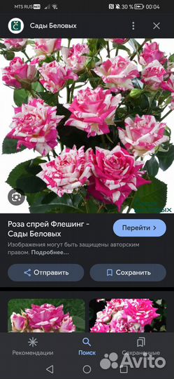 Розы сортовые сибирские