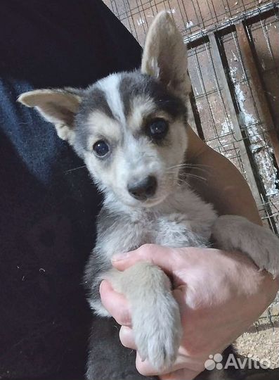 Щенки в добрые руки