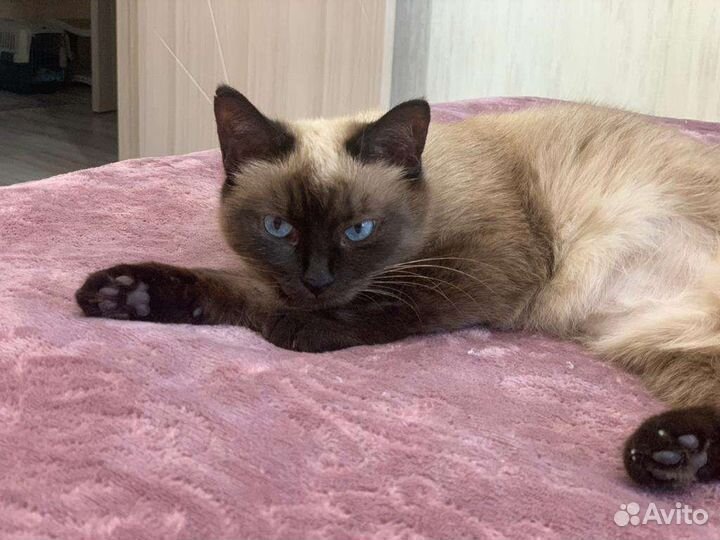 Бесплатно, сиамской породы, котодевочка