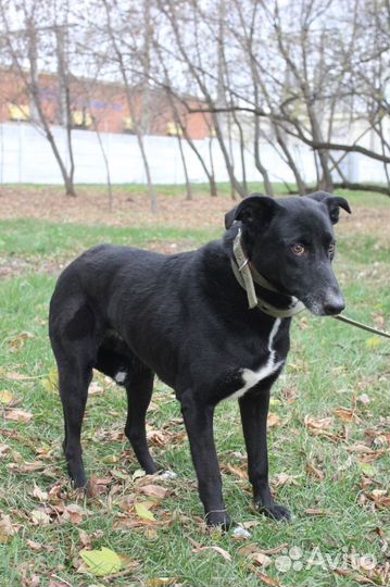 У Багиры нет ничего кроме клетки