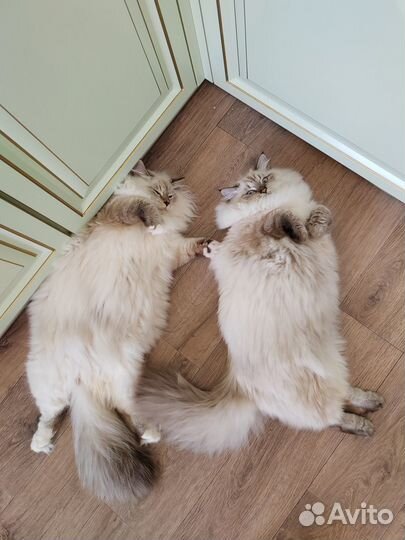 Невский маскарадный кот