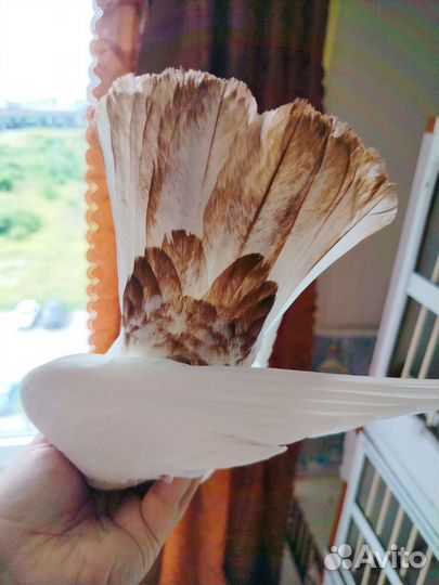 Голубь бойный головастик