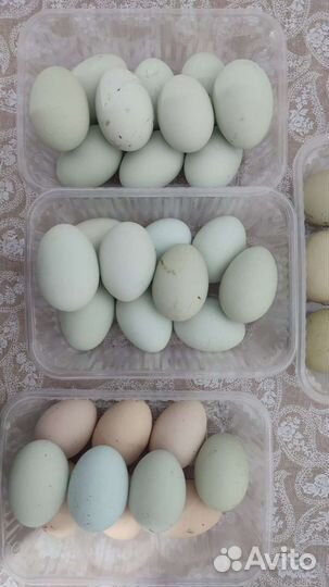 Яйца перепелиные