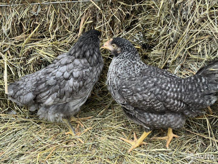 Куры несушки