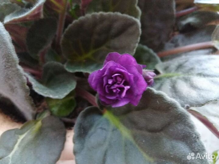 Фиалки продажа