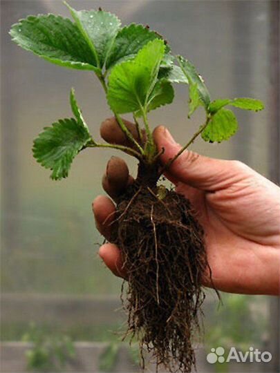 Саженцы клубники