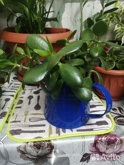 Толстянка (денежное дерево)