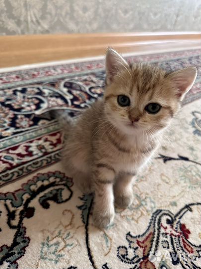 Британские котята