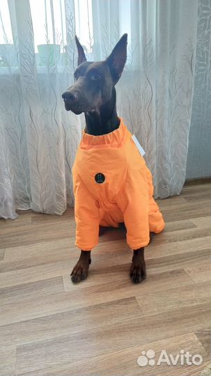 Комбинезон зимний на добермана