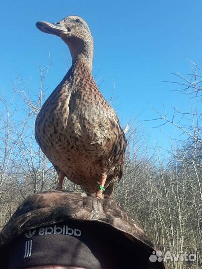 Подсадные утки, охота с манной(круговой) уткой
