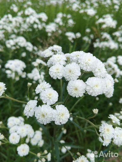 Жемчужина птармика - многолетник на рассаду