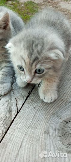 Продажа котят