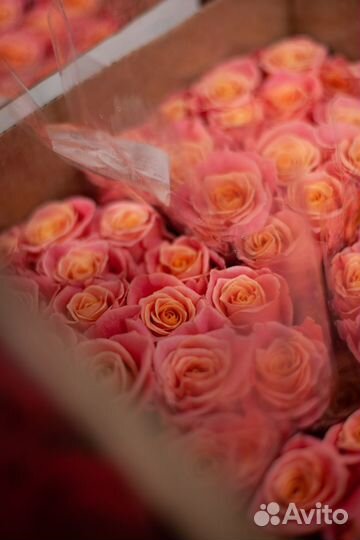 Роза кении, роза 25 шт роза 51 шт роза 101 шт