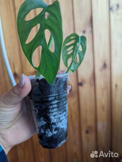 Монстера манки