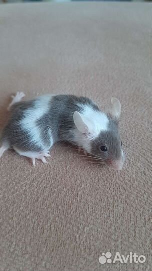 Декоративные мышки оптом и в розницу